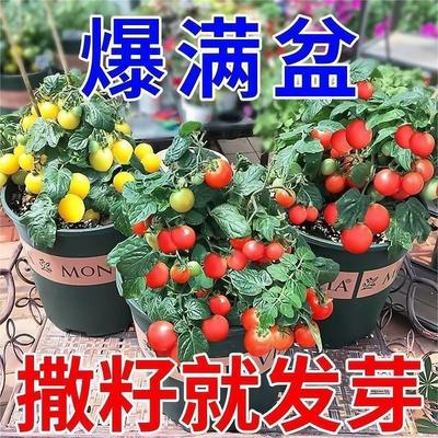 矮生盆栽番茄种子蔬菜种孑苗早熟小西红柿农家四季春阳台水果种子