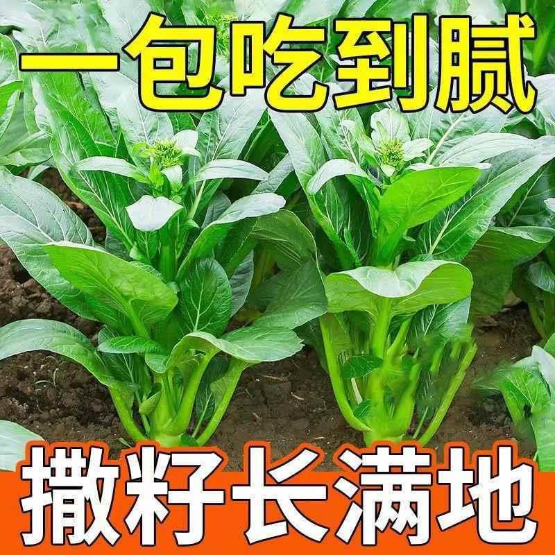 四季菜心种子盆栽四九甜菜心种子广州青菜籽蔬菜种子