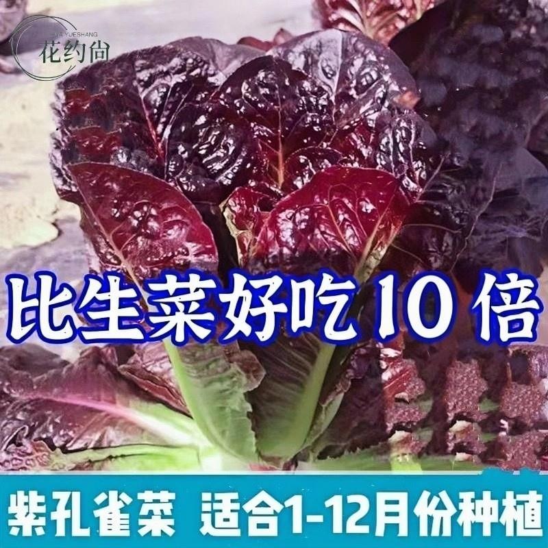 紫孔雀菜种绿孔雀不生虫不打药生吃脆甜高营养直立生菜四季播生菜