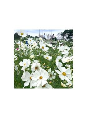 白色波斯菊种子格桑花种籽子四季播种开花七彩花籽庭院野花种孑