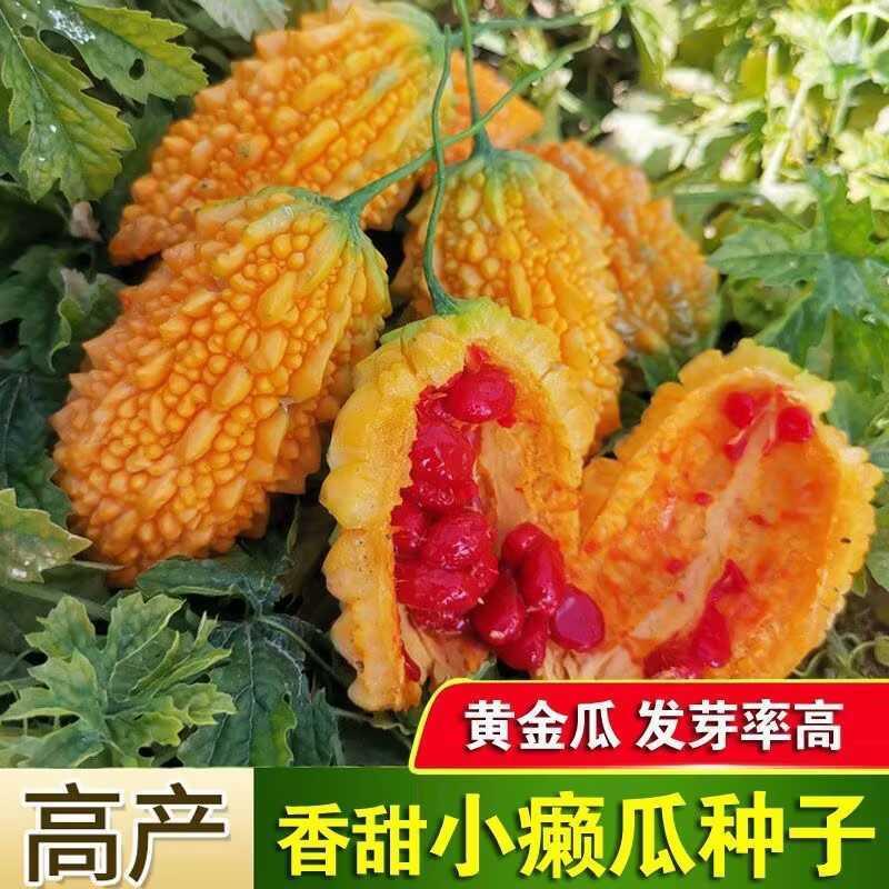 赖葡萄小癞瓜苦瓜种子金铃子种籽水果蔬菜种孑春秋冬四季阳台盆栽