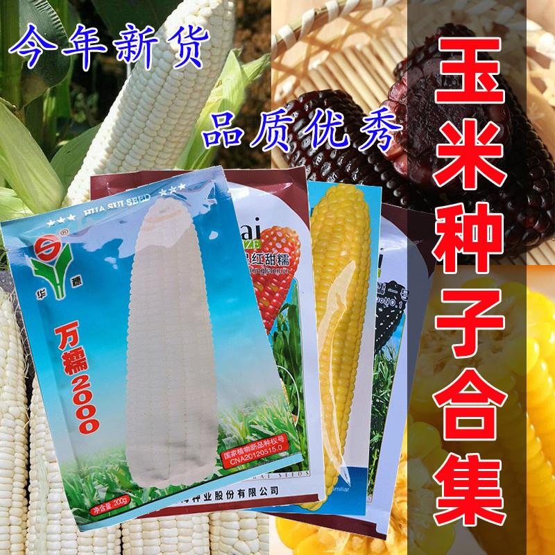 优质玉米种子合集白糯 黄糯 甜糯 黑糯 红糯玉米种籽正品今年新种