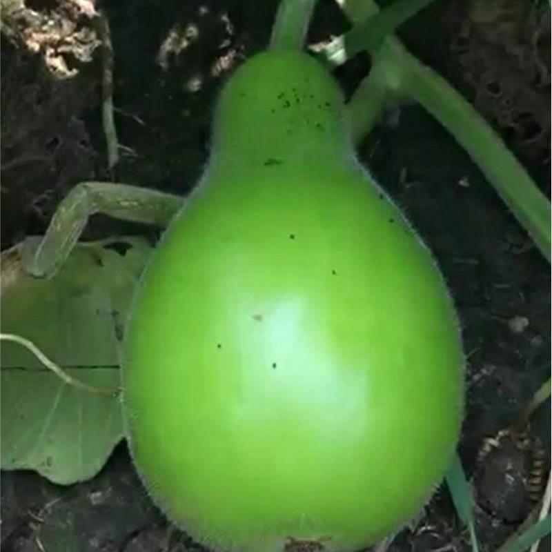食用菜葫芦种子超大菜葫芦种子瓢葫芦种子可以做水瓢食用葫芦种子