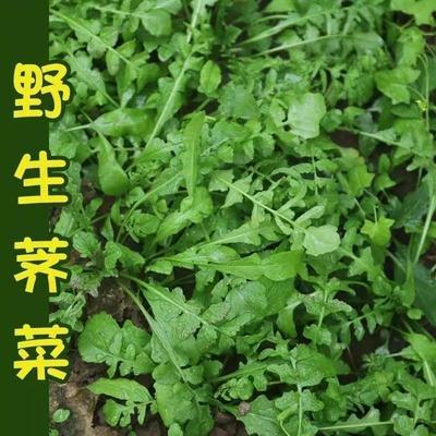 纯野生荠荠菜种子大叶蔬菜种子农家老品种耐寒蔬菜种子四季播包邮