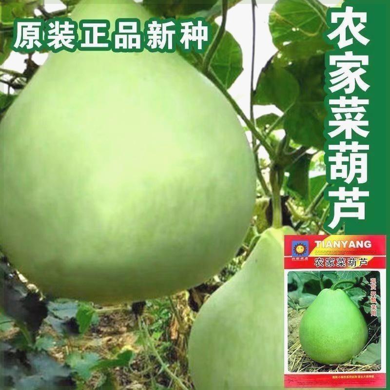春播农家菜葫芦种子水瓢胡芦大葫芦籽四季观赏开瓢葫芦特大号种子