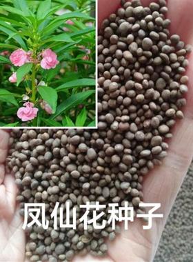 凤仙花种子籽四季庭院盆栽地栽凤仙透骨草指甲花桃红急性子金凤花