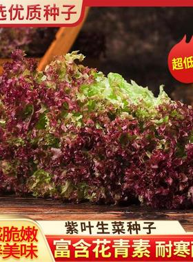 紫叶生菜种子  深紫色沙拉生菜红叶四季阳台小院盆栽种籽高产易种