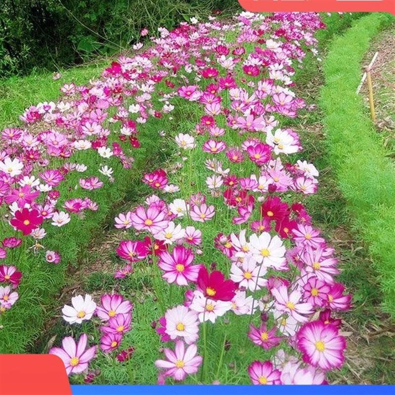 波斯菊花种子格桑花种籽子四季开花花籽庭院野花组合种孑种植播种