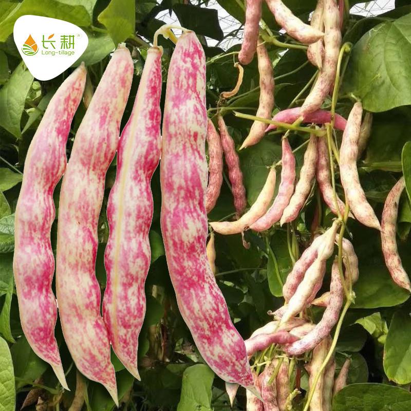 超早熟黄金勾豆角种子东北油豆种籽角黄金钩春季秋季四季抗病耐寒