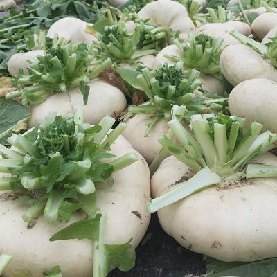 盘菜种子台州玉环盘菜大盘菜种籽盘菜头种子春季四季播蔬菜种孑