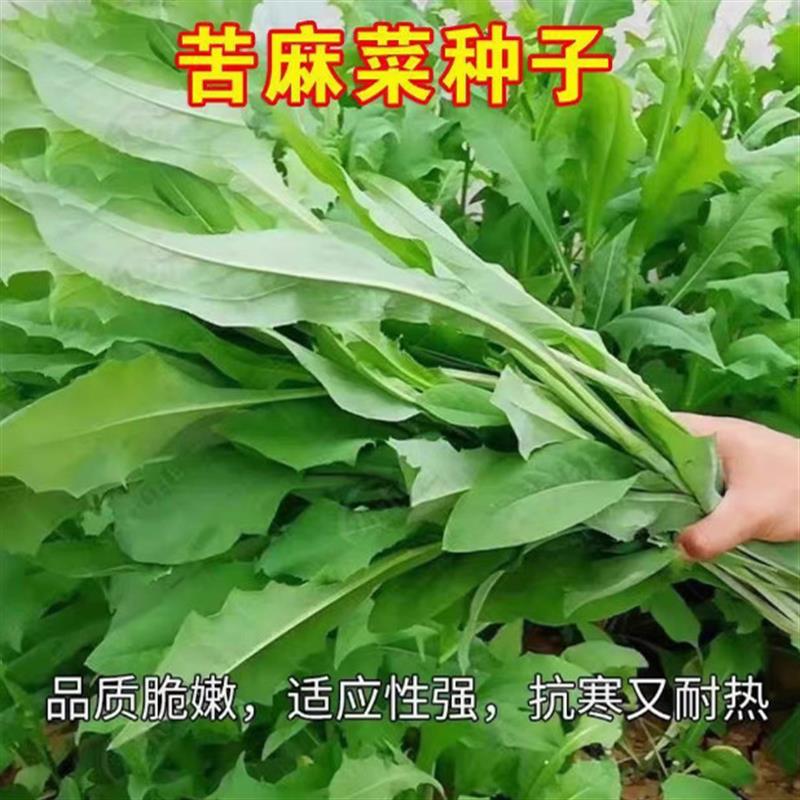 农家曲麻菜种子野苦菜取麻菜苦葛麻曲麻菜蔬菜好种苣荬菜种籽蔬菜