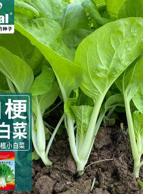 ideal理想农业四季白梗小白菜种籽鸡毛菜白梗青菜种子四季种菜种