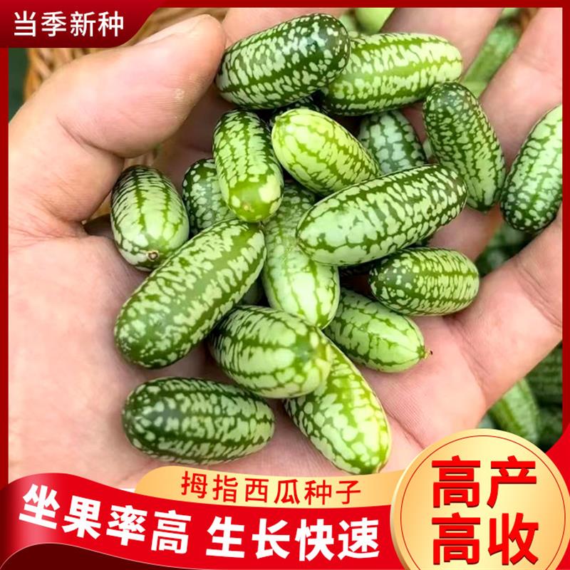 拇指小西瓜种子可食用可观赏迷你拇指西瓜籽阳台小院四季盆栽简单