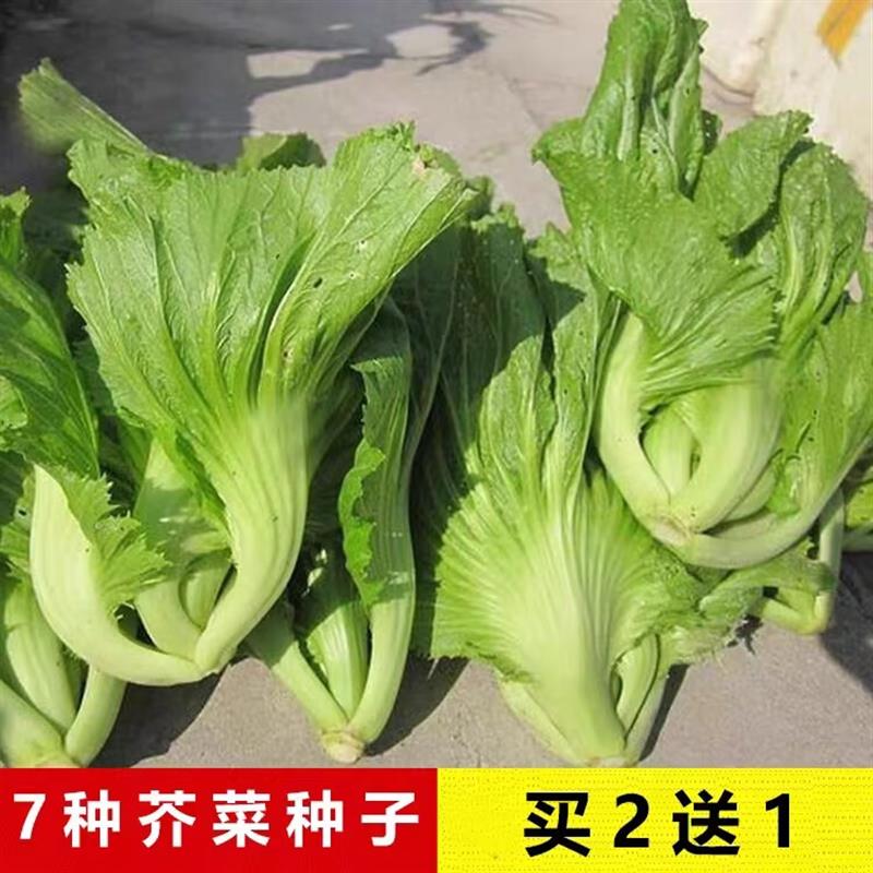 广东芥菜种子大全大肉包心芥菜甜芥菜种子春秋泡菜咸菜腌制蔬菜种