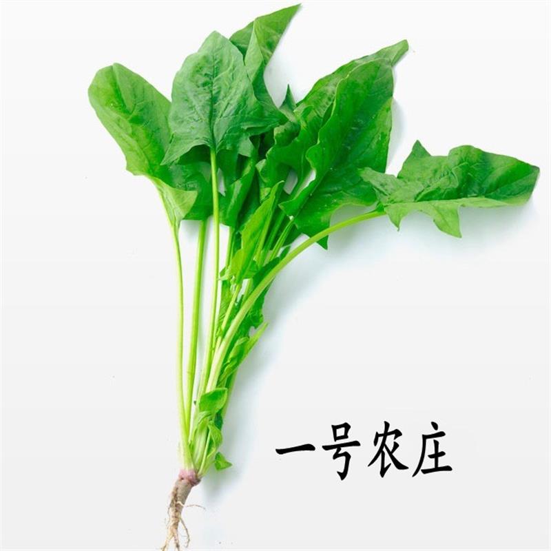 小叶菠菜种籽土菠菜种子大叶菜籽四季播包邮农家蔬菜种孑耐热耐寒