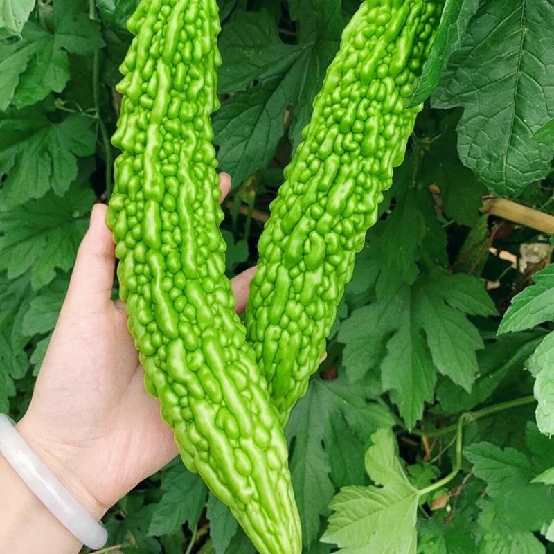 大肉苦瓜种子绿苦瓜种籽菜阳台长绿苦瓜种籽大肉耐热四季小院种植