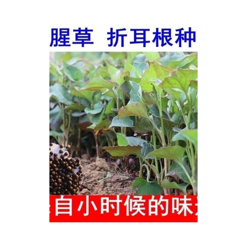 折耳根种子鱼腥草侧耳根狗贴耳猪鼻孔九节莲肺形草臭腥草蔬菜种籽