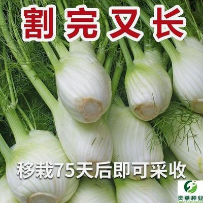 球茎茴香种子结球割茬大茴香阳台四季可食用回香菜种