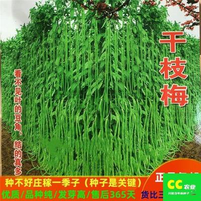 特长豇豆长豆角干枝梅豆角种子春秋菜园庭院种植压塌架豆角蔬菜籽