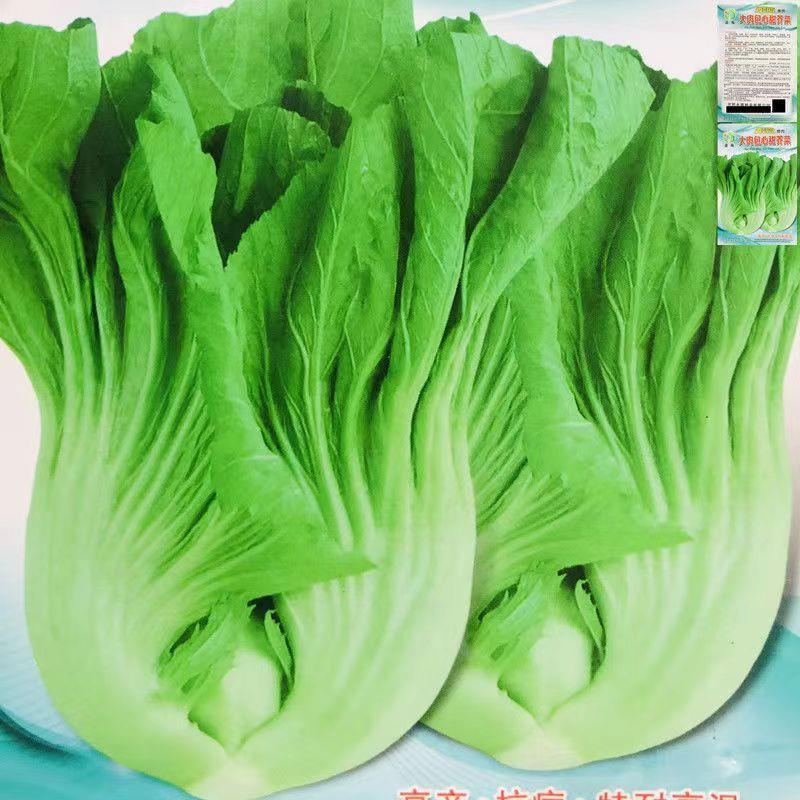大肉包心芥菜种子四季高产早熟腌制酸菜大芥菜种籽盖菜蔬菜种子