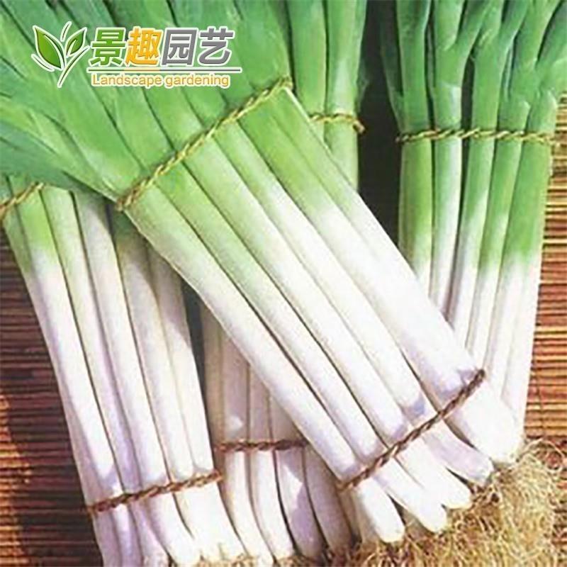 大葱种子章丘铁杆阳台庭院盆栽易种种菜蔬菜香葱小葱菜籽四季可种