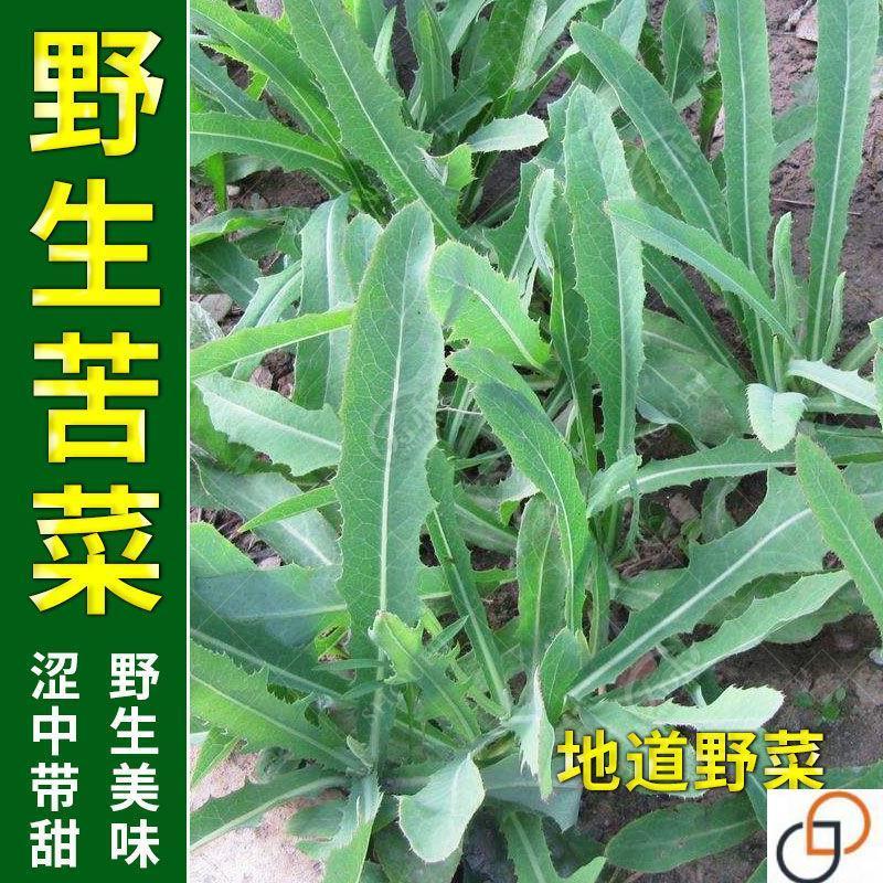 新野生苦菜种子农家野菜曲麻菜苦麦菜特色蔬菜四季播阳台盆栽种菜