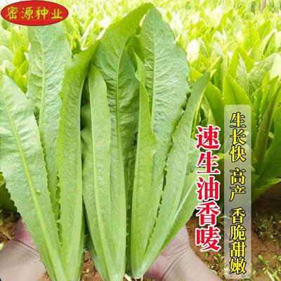 速生油香麦种子香油麦菜籽四季播易种植农家田园庭院青菜蔬菜种孑