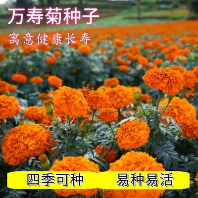 万寿菊种子四季开花易活孔雀草花种子臭芙蓉花种籽子重瓣万寿菊孑