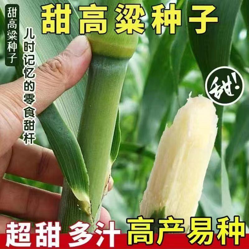 冰糖甜杆种子原装超甜北方甘蔗种子甜高粱种子正品老品种高糖甜杆