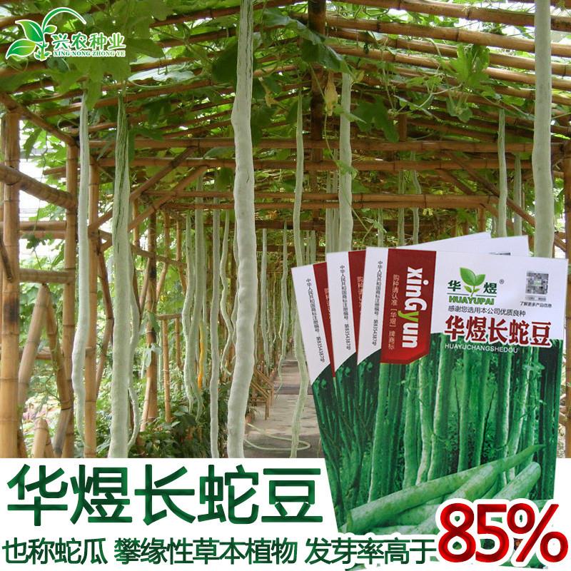 蛇豆种子 大田菜园肉厚鲜绿长势强脆嫩长蛇瓜长豆角爬藤蔬菜籽