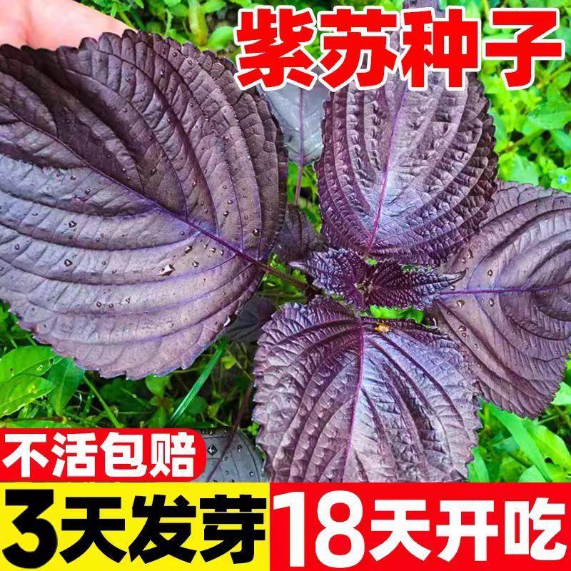 紫苏种子紫苏子种籽可食用大叶苏子籽四季种植盆栽绿苏籽蔬菜种孑