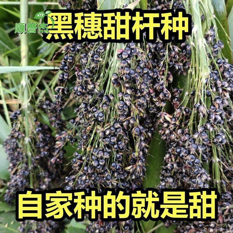 紫色甜杆种子东北稀有老品种黑大穗长节农家高粱籽春季夏季小甘蔗