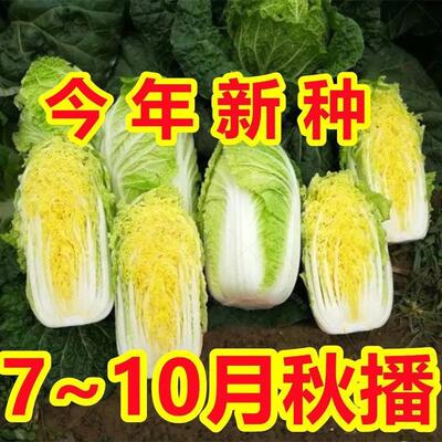四季金娃娃菜种子 蔬菜种子 生长快 品质佳 菜籽四季播黄心菜种子