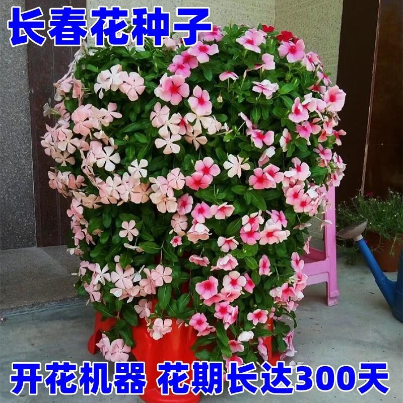 长春花种籽子四季播种开花日日春五瓣梅花籽种矮生花期长室外庭院