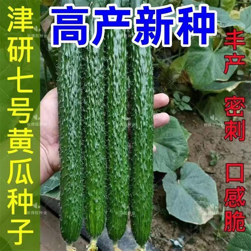 津研七号黄瓜种子新品种密刺高产早熟春夏秋四季播种原装蔬菜种籽