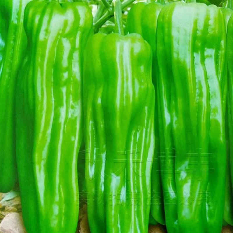 早熟辣椒种子种薄皮大果泡椒种籽青椒皱皮虎皮椒春季蔬菜种子四季