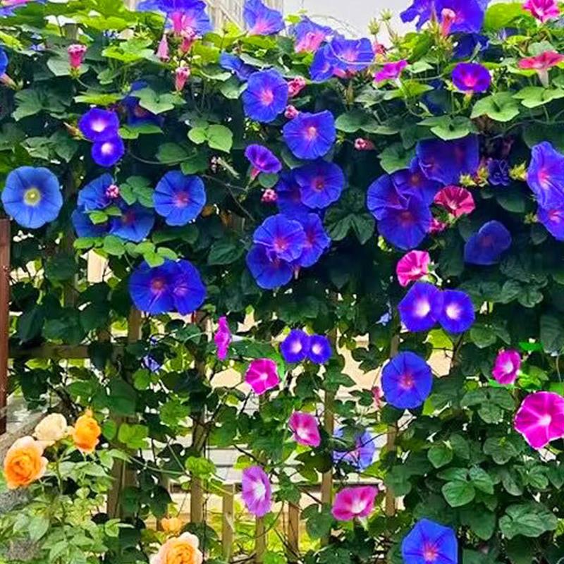 牵牛花种孑喇叭花室外爬墙爬藤花卉四季播种开花盆栽易活花种籽子