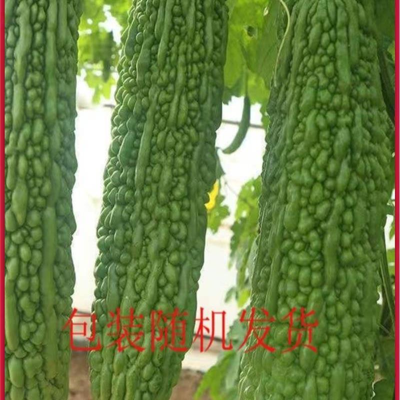 苦瓜种子高产特大苦瓜籽长绿杂交疙瘩南方耐热抗病蔬菜种子瓜种籽