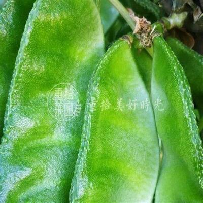 大肉绿眉豆猪耳朵扁豆种子种籽南方四季豆角梅豆角梅豆孑架豆菜豆