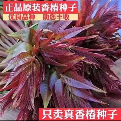 香椿种子速生红油香椿种子红叶香春芽苗菜四季种植农家菜