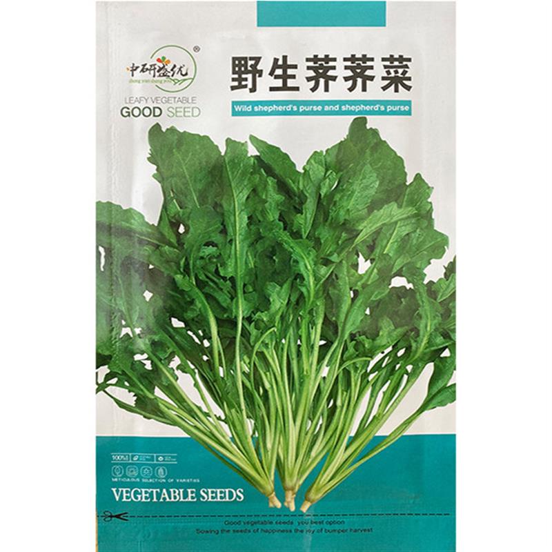 研优野生荠荠菜种子 四季阳台盆栽黑心菜种子 盆栽易种农家老品种