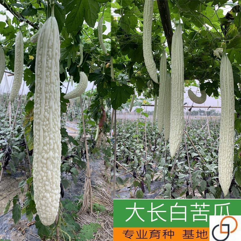 大白龙苦瓜种子高产四季播盆栽蔬菜长绿疙瘩特大长白苦瓜种籽精品