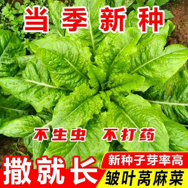 皱叶莴麻菜种子窝鸡菜种籽叶用莴苣莴笋叶曲麻菜春秋四季蔬菜种孑