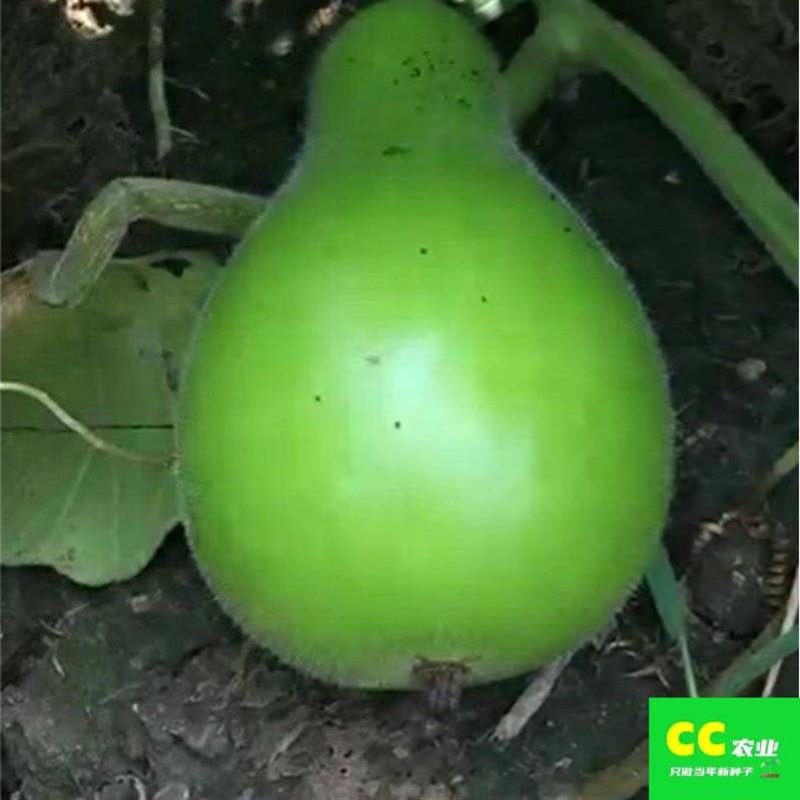 食用菜葫芦种子超大菜葫芦种子瓢葫芦种子可以做水瓢食用葫芦种子