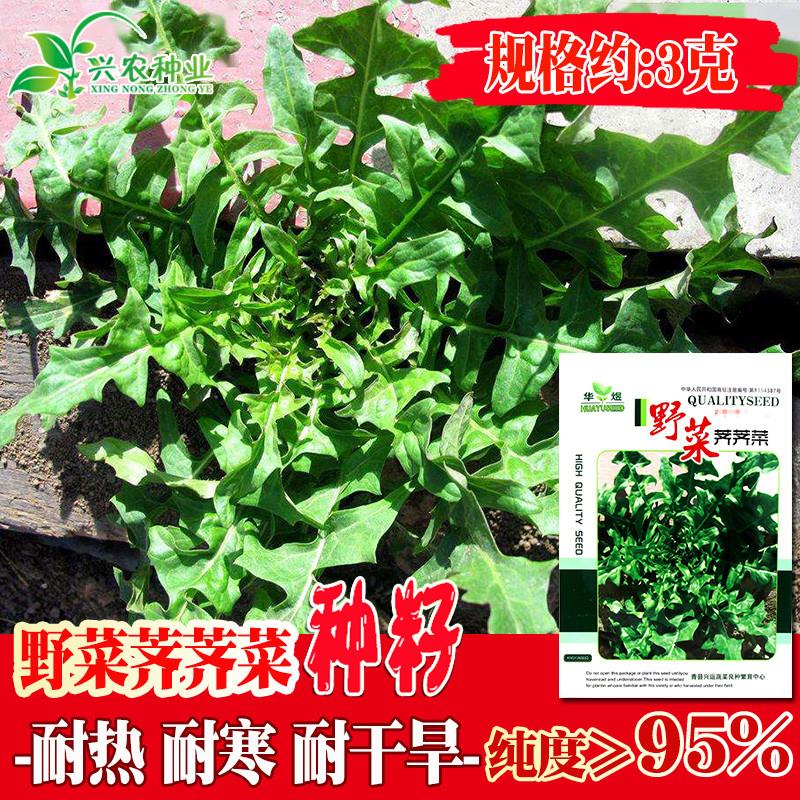 野生荠荠菜种子 大田菜地农户种植野菜荠菜籽耐热耐寒耐干旱易种