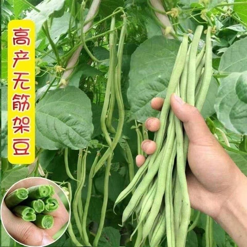 无筋四季豆种孑泰国架豆王春秋季高产长豆角种子爬藤蔬菜种子大全