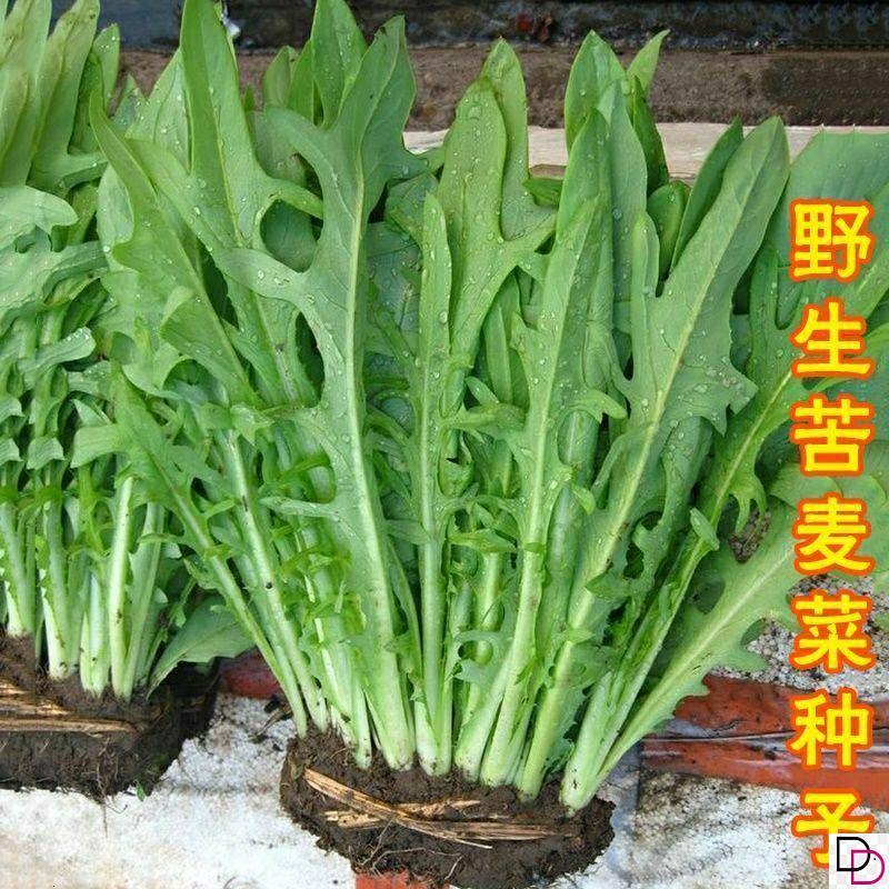 苦荬菜种子野生苦麻菜苦麦菜曲麻菜种籽春秋冬四季耐热寒蔬菜种孑