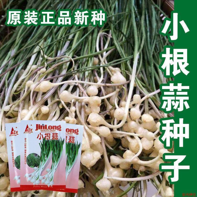 高产野生小根蒜野葱种子薤白种子 耐热抗寒 四季蔬菜种子阳台盆栽