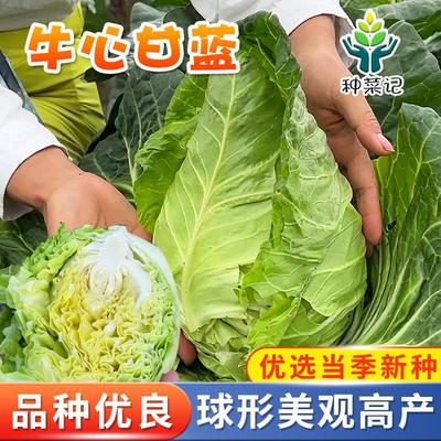 牛心甘蓝种子早熟耐寒包心菜春季秋季洋白菜卷心菜高产寒雪争春