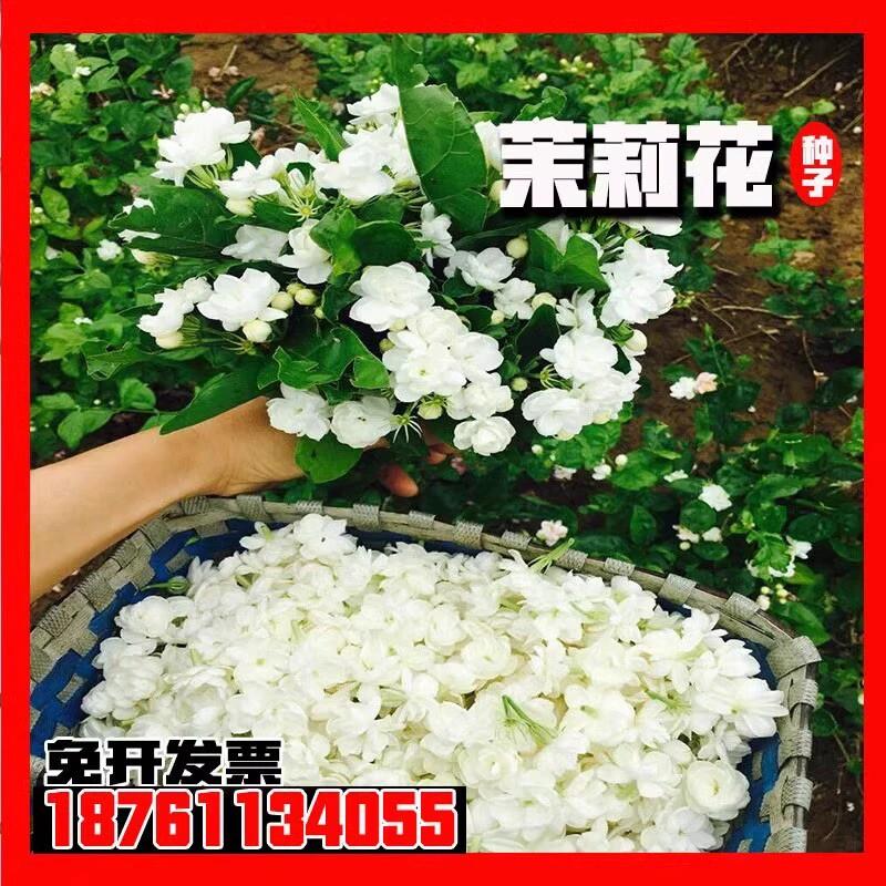 茉莉花种子四季开花夜来香地雷花种籽阳台庭院驱蚊驱虫香草花种籽